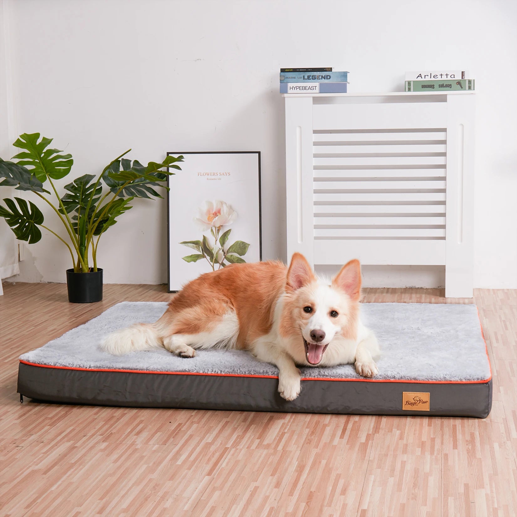 Corgi resting on the XXL orthopedic mattress indoors