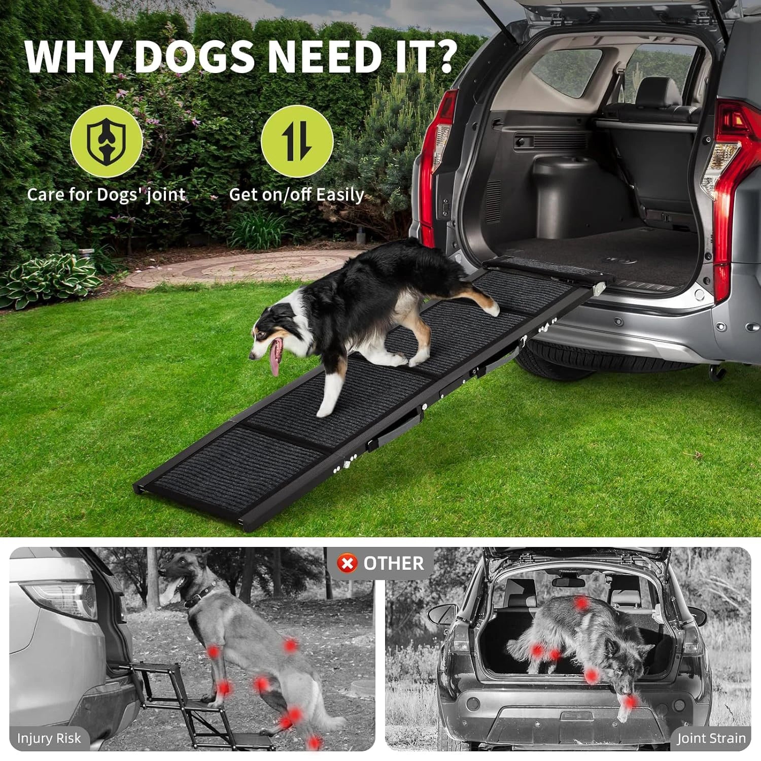 Border collie using the ramp to get out of an SUV boot, protecting the dog's joints