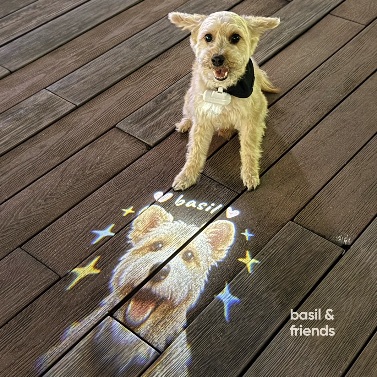 The Spotlight - Custom Pet Collar Projector