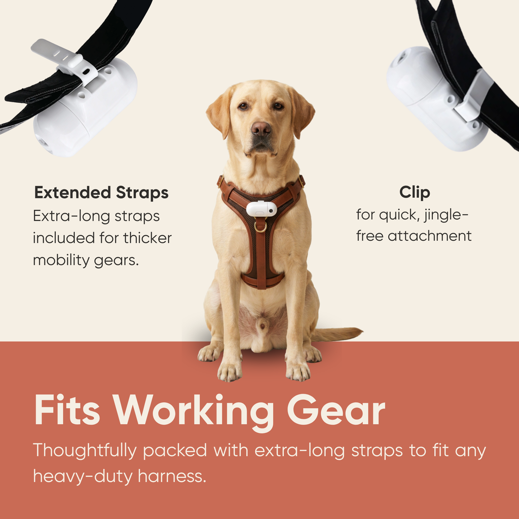The Spotlight - Night Projection Gear for Service & Guide Dogs