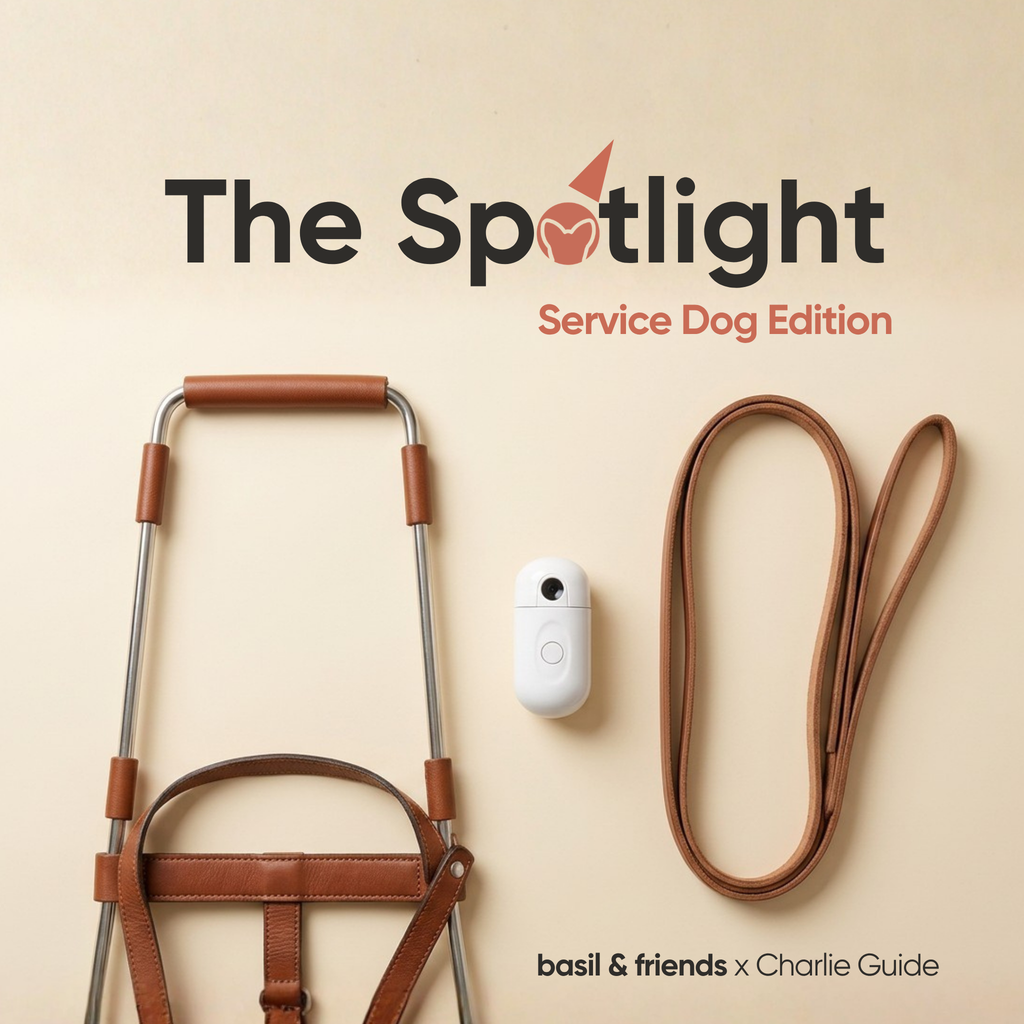 The Spotlight - Night Projection Gear for Service & Guide Dogs