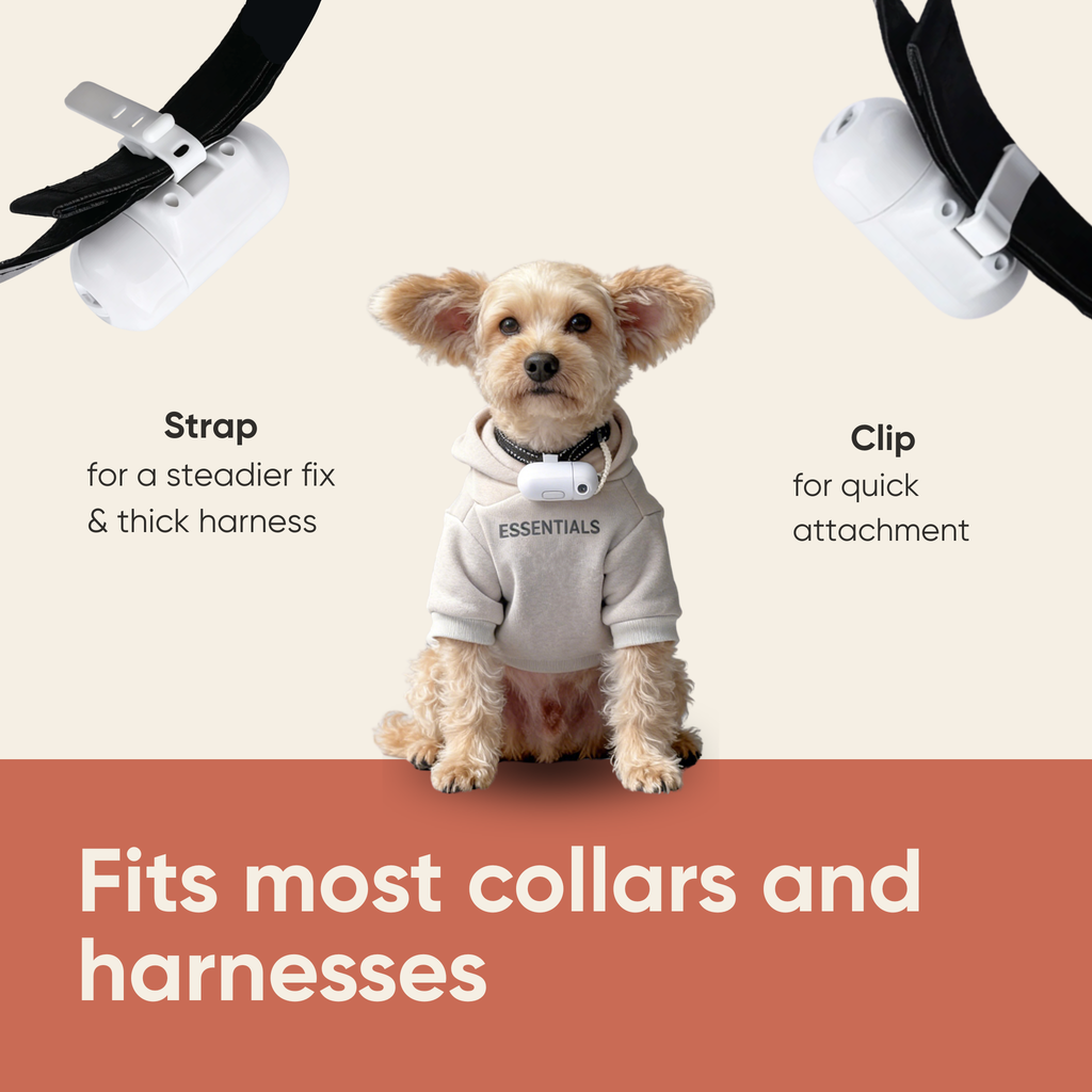 The Spotlight - Custom Pet Collar Projector