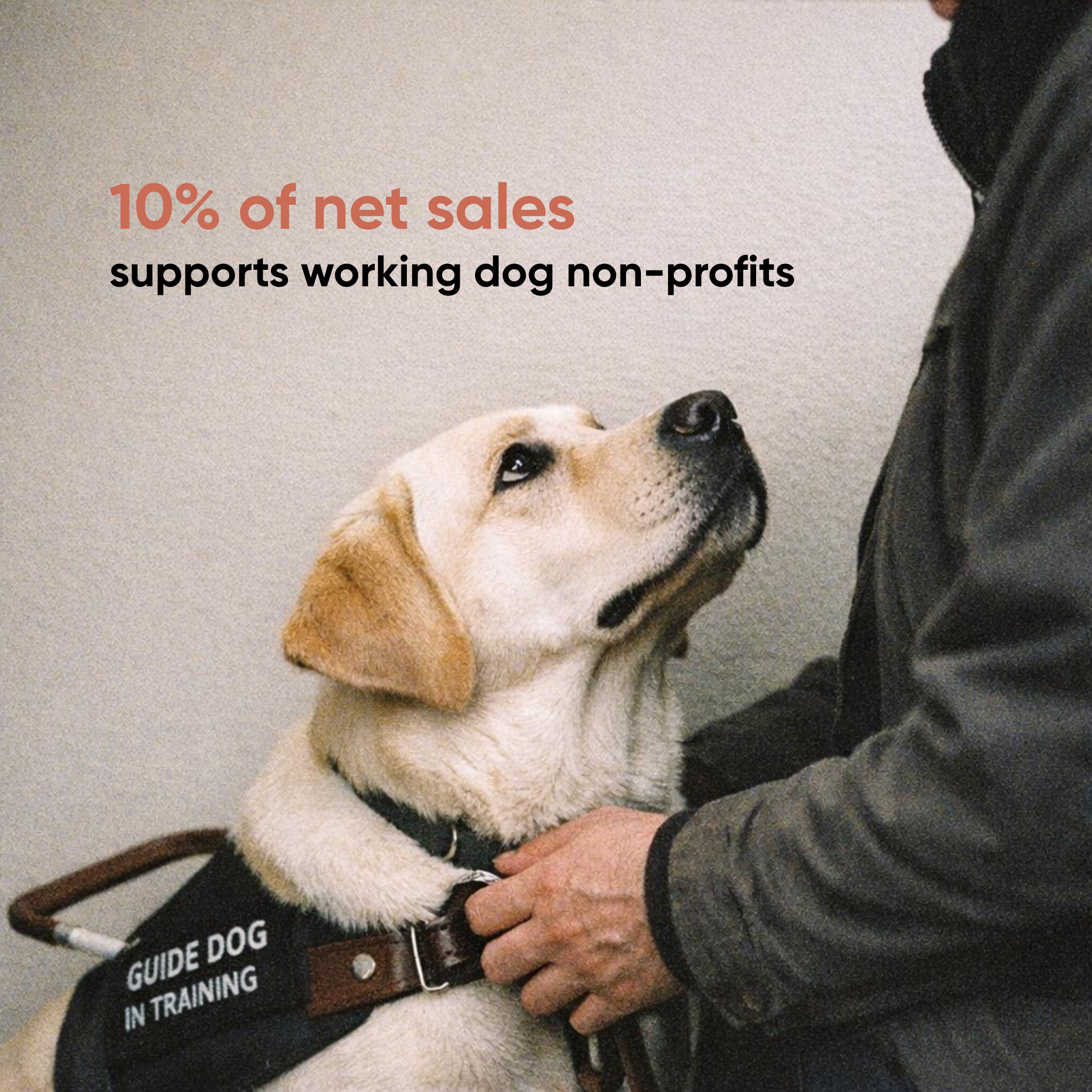The Spotlight - Night Projection Gear for Service & Guide Dogs